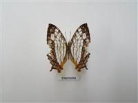 藏品(亞東區蝴蝶與甲蟲)的圖片